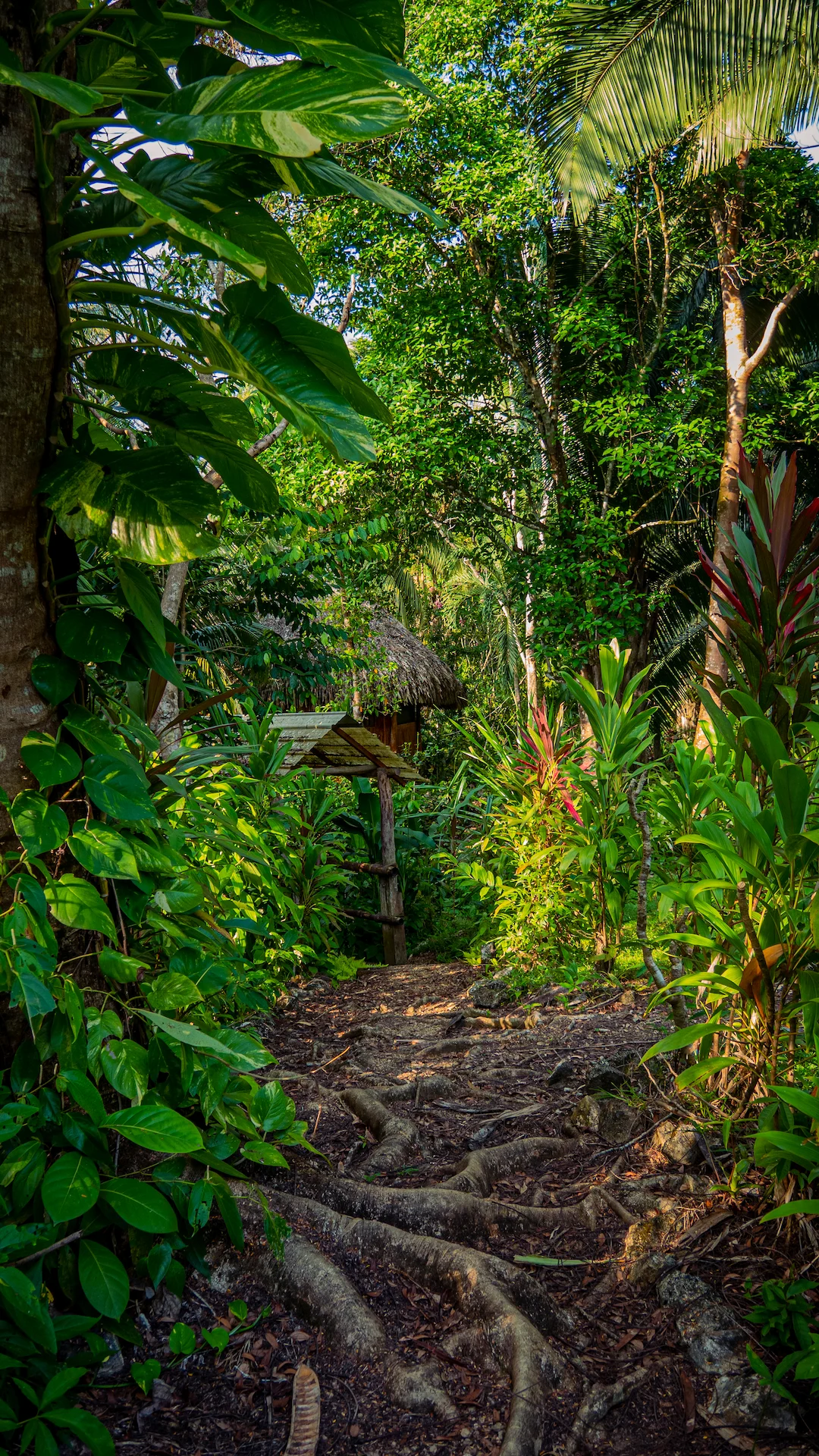 Cottage der Sun Creek Lodge im Regenwald von Belize